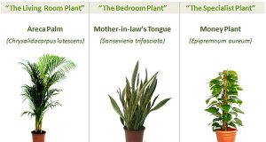 8 Powerful Plants That Detox the Air in Your Home (Guide) | Third Monk image 6