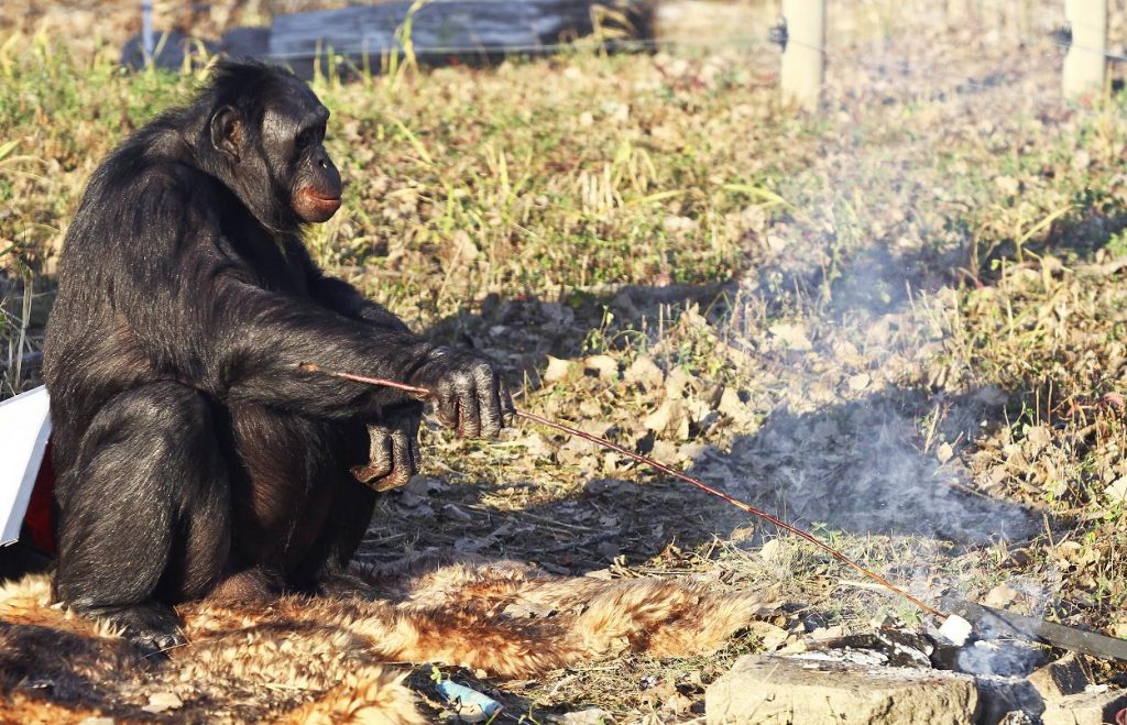 Bonobo Ape Starts a Fire with Matches to Roast Marshmallows (Video