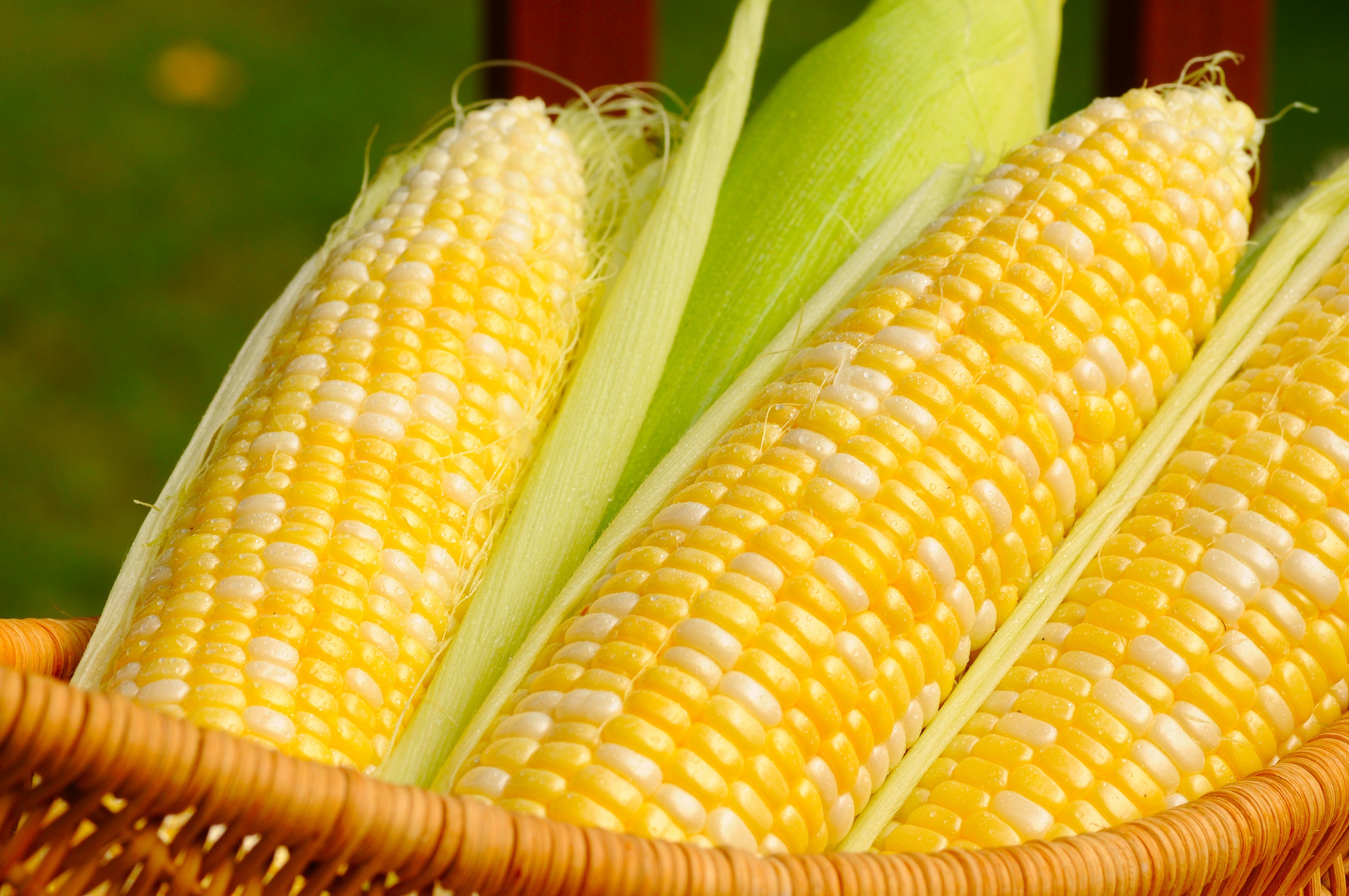 Ears of sweet corn