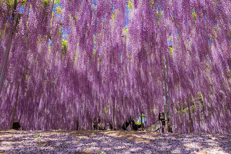 oldest-wisteria-tree-ashikaga-japan-11