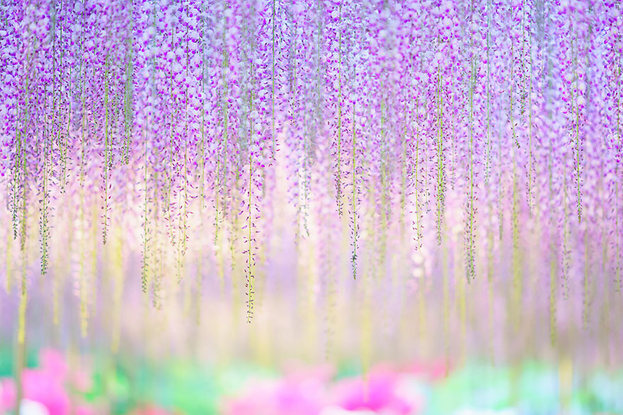 oldest-wisteria-tree-ashikaga-japan-8