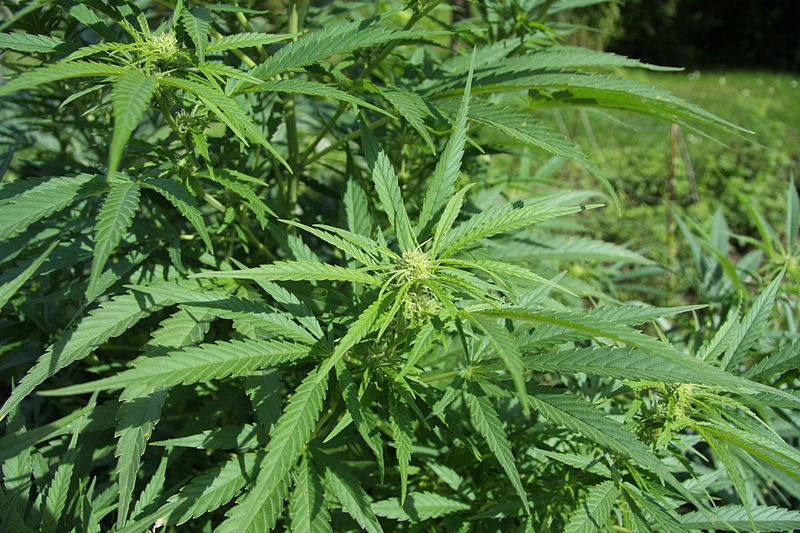 800px-cannabis_sativa_plant_4