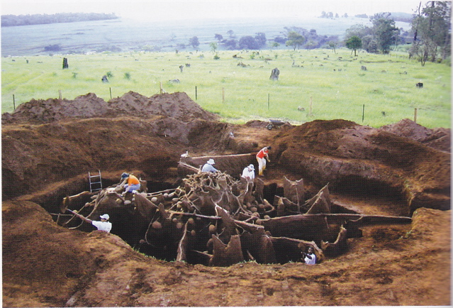 excavated ant colonies