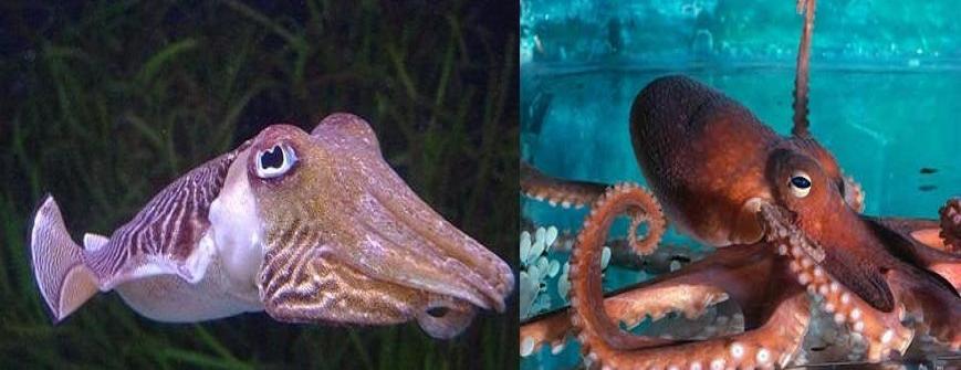 cuttlefish vs squid vs octopus