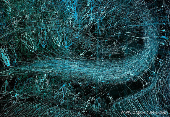 neuroscience brain art