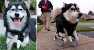 Disabled Dog Experiences First Run with 3D Printed Legs (Video) | Third Monk image 2