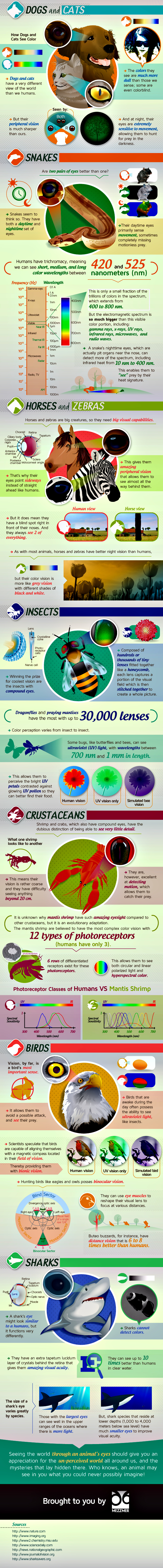 How Animals See The World Infographic