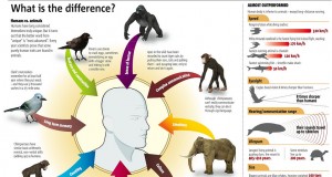 The Differences Between Humans And Other Animals (Infographic) | Third Monk 
