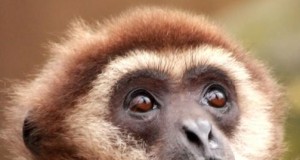 Gibbon Monkey Trolls Two Tigers (Video) | Third Monk 