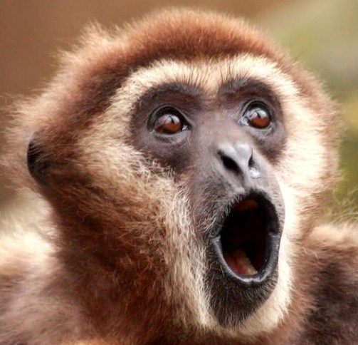 Gibbon Monkey Trolls Two Tigers (Video) | Third Monk 