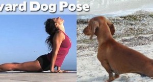 Yoga Positions Demonstrated By Funny Animals (Photo Gallery) | Third Monk image 22