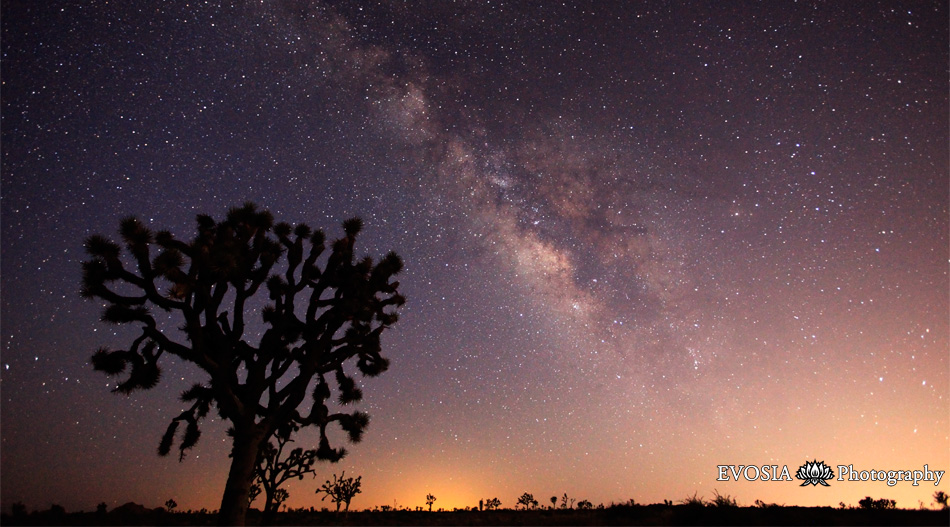 Joshua Tree Under the Milky Way Galaxy, Time Lapse (Video) | Third Monk 