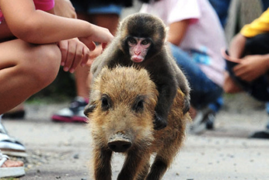 Baby Monkey Rides a Wild Pig, Backwards (Video) | Third Monk image 2