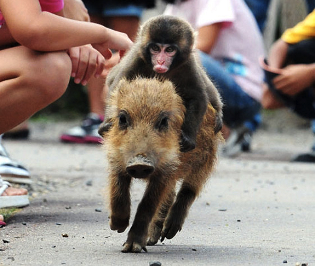 Baby Monkey Rides a Wild Pig, Backwards (Video) | Third Monk image 2