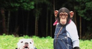 Monkey Vs Bulldog Situps Contest (Video) | Third Monk image 2