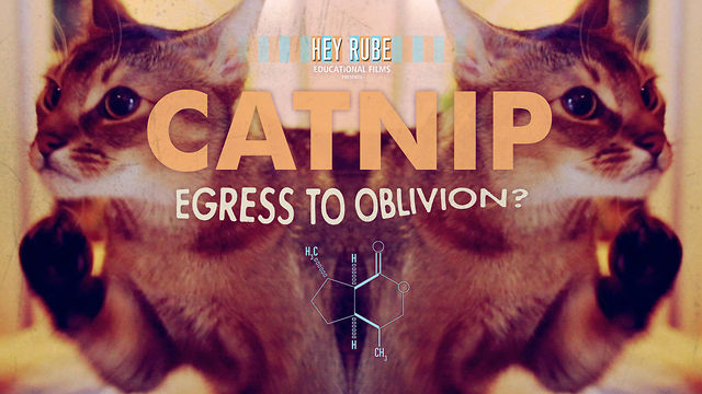 Catnip: Egress to Oblivion, Psychedelic Cats Short Film (Video) | Third Monk 