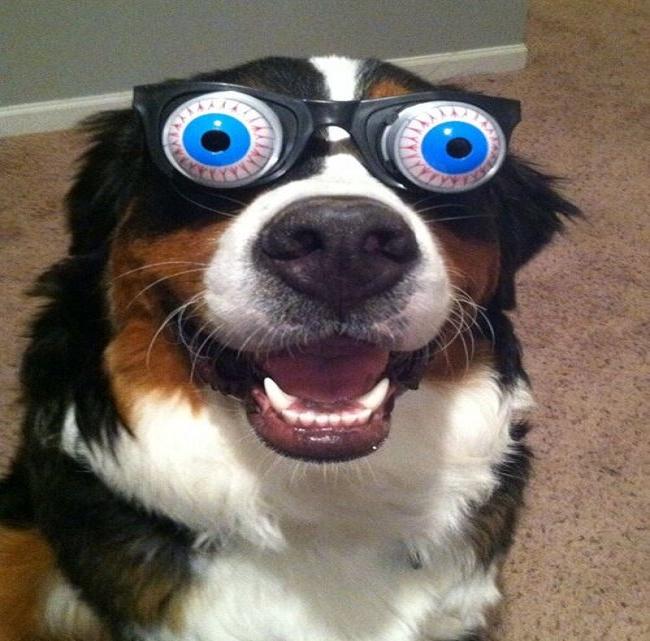 Funny Animals Wearing Glasses Photo Gallery - Third Monk