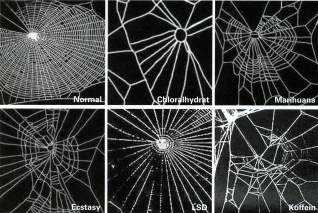 Spiders on Drugs - How Do Different Drugs Affect Their Webs? (Study) | Third Monk image 8