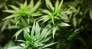 Cannabis Strengthens Resistance Against HIV Infection (Study) | Third Monk 