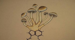 Magic Mushrooms Stimulate Growth of New Brain Cells (Study) | Third Monk image 2