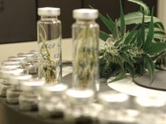 Inside a Stoner Lab, How Cannabis is Tested for Potency (Video) | Third Monk image 4