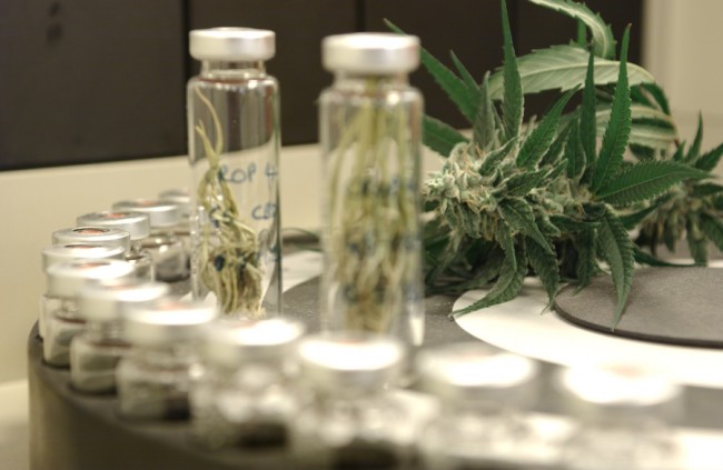 Inside a Stoner Lab, How Cannabis is Tested for Potency (Video) | Third Monk image 4