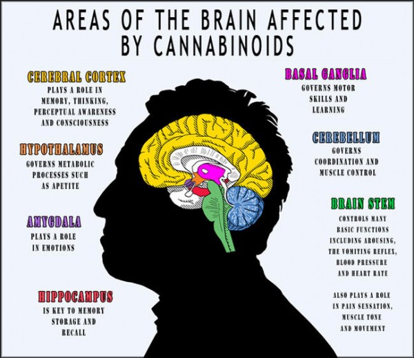 Stoner Intelligence? Cannabis Found to Boost Growth of Brain Cells ...