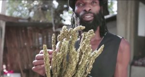 Jamaica Returning to Ganja Roots By Freeing Cannabis (Video) | Third Monk image 1
