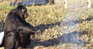 Bonobo Ape Starts a Fire with Matches to Roast Marshmallows (Video) | Third Monk image 2