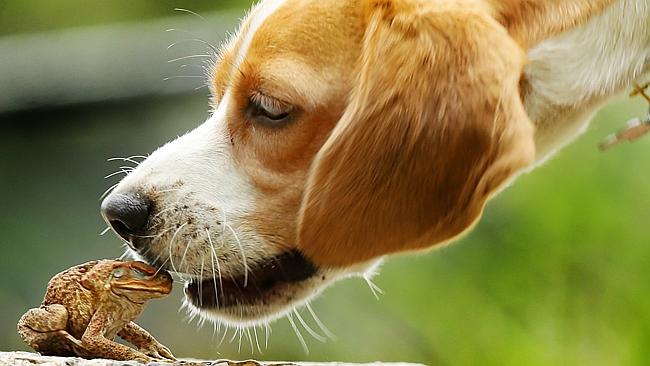 Dogs Hallucinate After Licking Cane Toads (Video) | Third Monk 