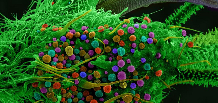 Exploring Cannabis With a Microscope (Photo Gallery) | Third Monk image 5