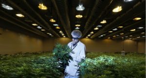 Growing 3,000 Pounds of Medical Cannabis, Step by Step Photo Gallery | Third Monk image 6