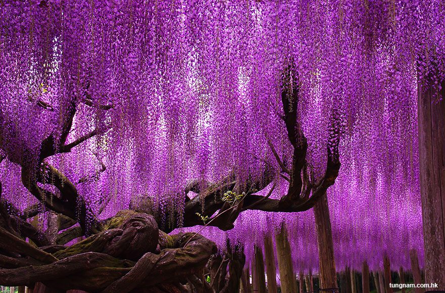 Ashikaga Flower Park: Home to the Most Beautiful Tree in the World (Ashikaga, Japan)  | Third Monk image 2