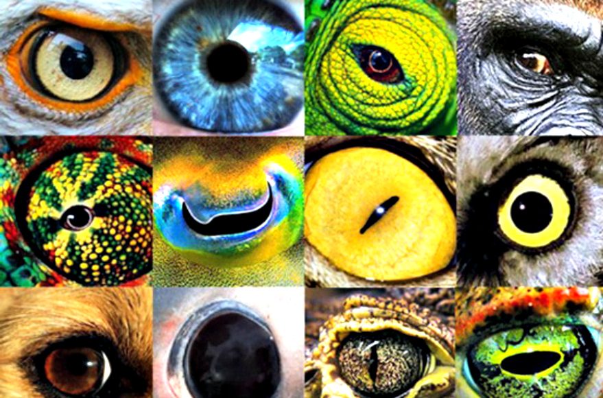 How Animals See The World (Video) | Third Monk image 1